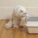Кошкин дом: правила уборки в квартире, где живет кошка Дайте кошке собственное одеяло