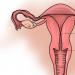 عنق الرحم في مراحل مختلفة من الدورة وأثناء الحمل