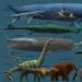 Ενδιαφέροντα γεγονότα για τις φάλαινες Πώς αναπνέουν οι φάλαινες