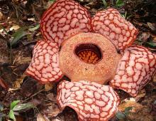 Rafflesia arnoldi Rafflesia arnoldi όπου φύεται