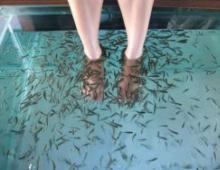 باديكير مع السمك - وزارة الصحة التايلاندية تحذر من الأسماك التي تأكل الجلد