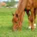 الحصان يأكل العشب.  كيف تطعم الحصان.  حول القواعد الأساسية لتغذية الخيول