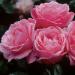 Υβριδικά τριαντάφυλλα τσαγιού Rose Queen Elizabeth περιγραφή