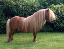 Ponny som husdjur: alla för- och nackdelar med en ponny eller en häst