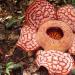 Rafflesia arnoldi Rafflesia arnoldi къде расте