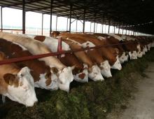 Съвети от опитни животновъди за отглеждане на бикове за месо