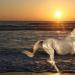 Ovanliga och intressanta fakta om hästar