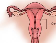 عنق الرحم في مراحل مختلفة من الدورة وأثناء الحمل