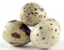 Полезно ли: перепелиные яйца при беременности