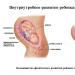34:e graviditetsveckan: vad händer med fostret och hur mår kvinnan?
