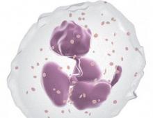Orsaker till ökningen av neutrofiler under graviditeten, symtom och tecken, cellernas roll, hur man stabiliserar tillståndet, vad är faran för mamman och barnet