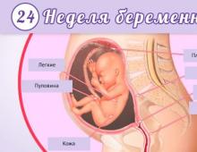Развитие плода на 24 неделе беременности